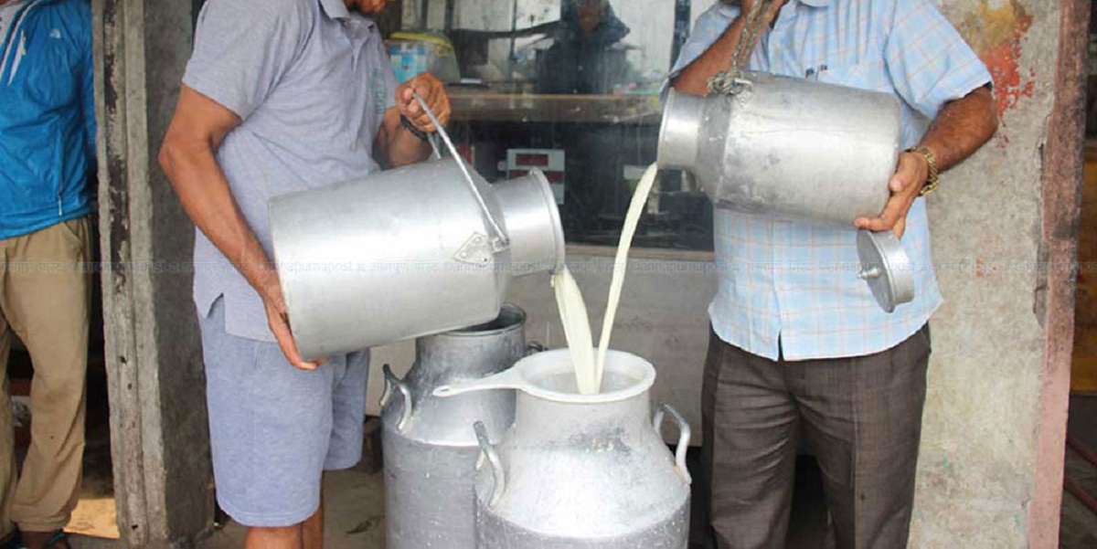 विदेशबाट फर्किएका युवाको १ वर्षमा ४४ लाखको दूध बिक्री